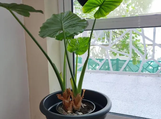 公寓 бутикови емона 拉夫达